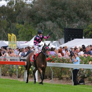 march 25, 2011     (thorpe) Albury Gold Cup 2011 -  Winner Paddy O'Reilly and jockey Glen Boss.